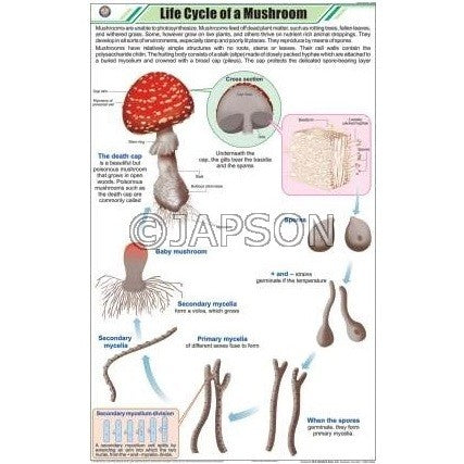 Fungi Charts, Botany, School Education Fungi Charts, Botany, School Education